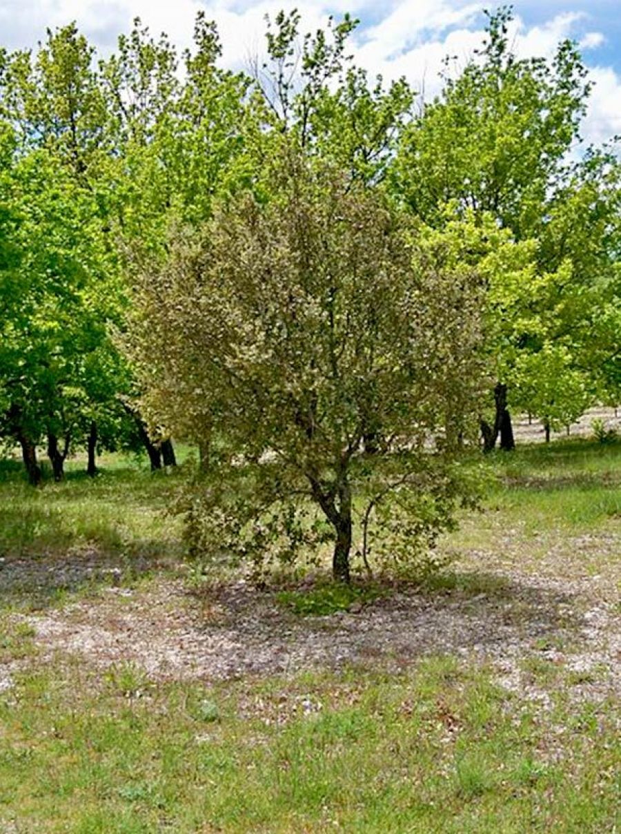 Truffle oak