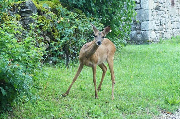 La visite d'un chevreuil