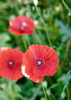 Ecologie et biodiversité