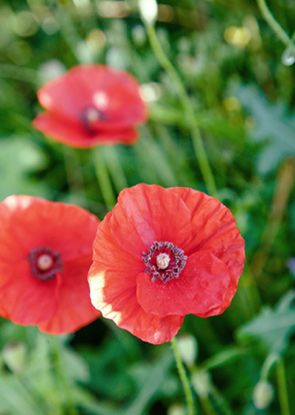 Ecologie et biodiversité