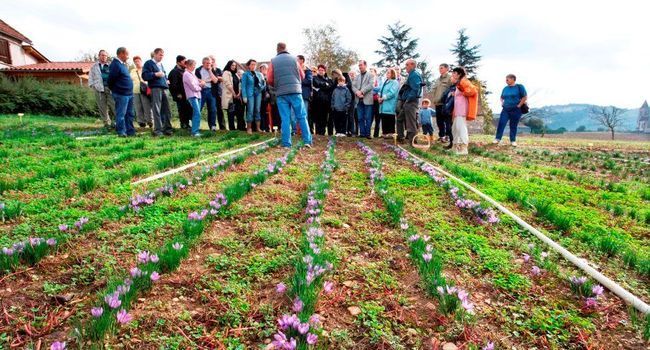 F&ecirc;te du safran