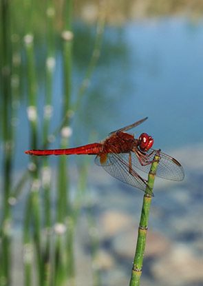 Libellule dans la piscine naturelle