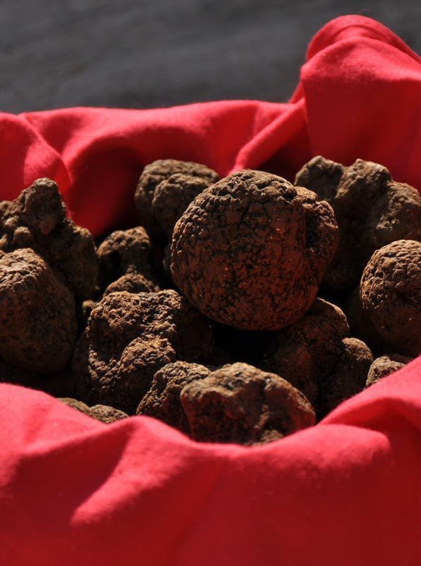 Truffe noire du Quercy